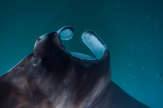 Manta ray swimming close to the ocean surface