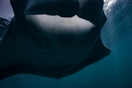 Manta ray swimming close to the ocean surface