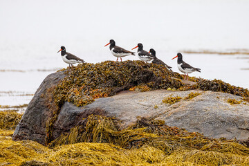 Oyster Catchers on a seaweed covered rock