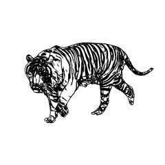 Black and white sketch of a tiger with transparent background