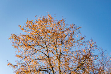Photography on theme large beautiful autumn birch tree on background bright sky