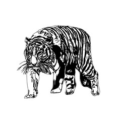 Black and white sketch of a tiger with transparent background