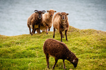 Soay sheep, St Kilda, Scotland