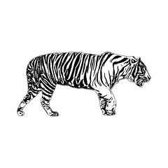 Fototapeta na wymiar Black and white sketch of a tiger with transparent background