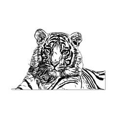 Black and white sketch of a tiger with transparent background