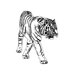 Black and white sketch of a tiger with transparent background