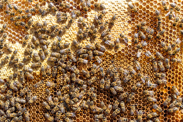 Abstract hexagon structure is honeycomb from bee hive filled