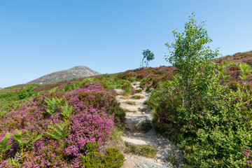heather strewn path to Goatfell Isle of Arran Scotland