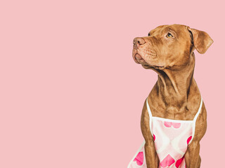 Lovable, pretty brown puppy and apron with heart-shaped designs. Greeting card layout with space for inscription. Close-up, studio photo. Congratulations for family, relatives, friends and colleagues