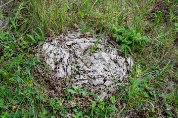 Photography on theme fresh cow dung lies on manure animal farm