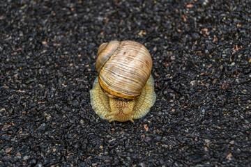 Big garden snail in shell crawling on wet road hurry home