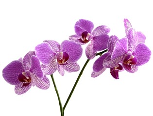 Fototapeta na wymiar pretty purple orchid Phalaenopsis isolated close up