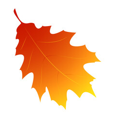 Autumn wedge leaf. Vector illustration. 