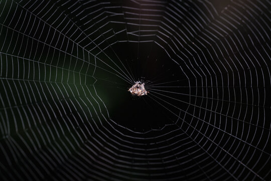 Spiny Orbweavers Genus Gasteracantha