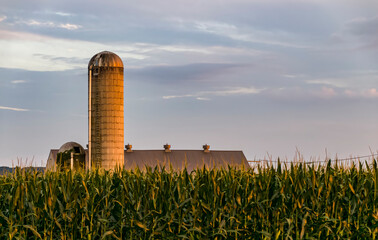 A View of A Farm Silo with Tall Corn Stalks in the Foreground on a Sunny Summer Day © Greg Kelton