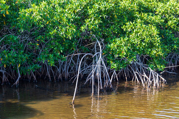 Mangroven im Nationalpark Punta Sur Eco Beach Park, eine Nahaufnahme.