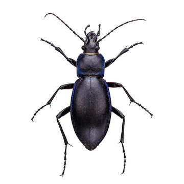 Violet ground beetle