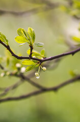 White cherry blossoms in spring park. Beautiful nature background. Springtime in countryside.
