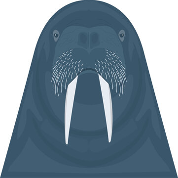 recommend clip art: animal   walrus and sea cow