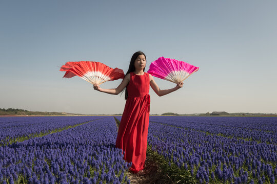 portrait of young asian woman in a field of blue grape flowers in wearing red dress and holding chinese fans