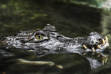 crocodile in the water