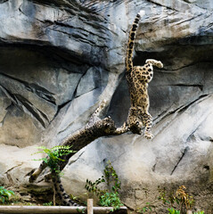 leopard in zoo © SimoneCampedelli 