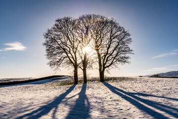 Tree in the snow in Snowdonia National park 