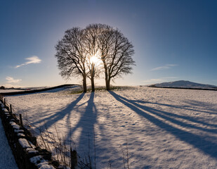 Tree in the snow in Snowdonia National park 