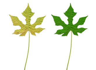 green leaf isolated on white background, Clipping path