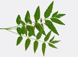 green leaf isolated on white background, Clipping path