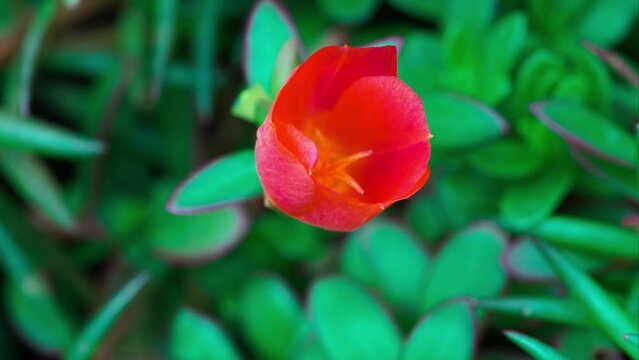 close-up time lapse video of a red flower in bloom