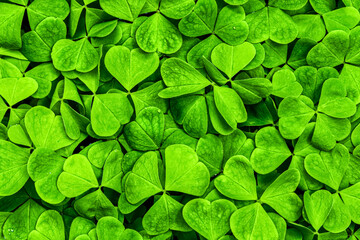 Fototapeta na wymiar Background with green clover leaves for Saint Patrick's day. Shamrock as a symbol of fortune.