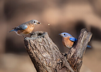 two bluebirds