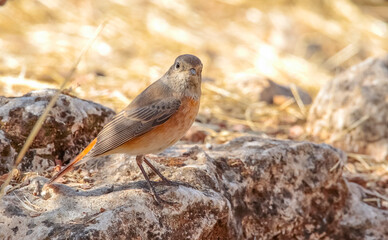Common Redstart ( Phoenicurus phoenicurus) is a songbird commonly found in Asia, Europe and Africa. It is a common species in Turkey.