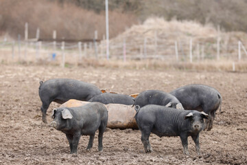 Das gemeine bio Hausschwein erfreut sich bester Gesellschaft mit viel Ruhe und Auslauf!