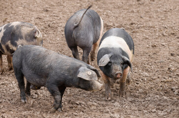 Das gemeine bio Hausschwein erfreut sich bester Gesellschaft mit viel Ruhe und Auslauf!