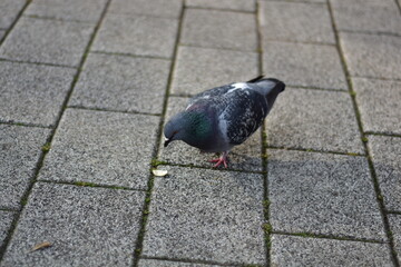 Obraz premium Pigeons eating on a sidewalk