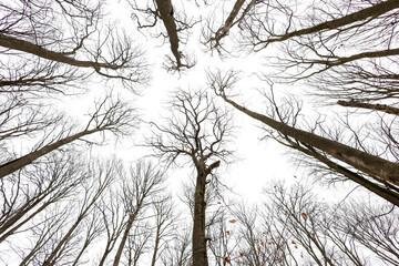 Buchenwald im Steigerwald