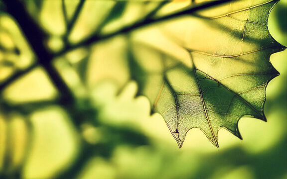 A wallpaper background image of a leaf in spring time green colors with blurred background lit by rays of sun