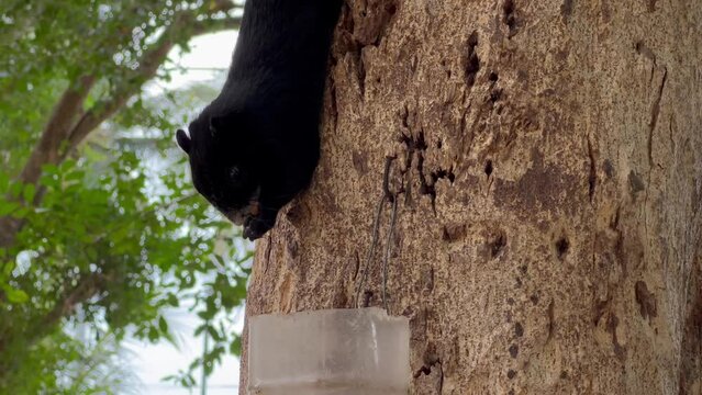 A black squirrel eats a nut. Cute squirrel. Squirrel in the summer park. Squirrel in nature. High quality 4k footage