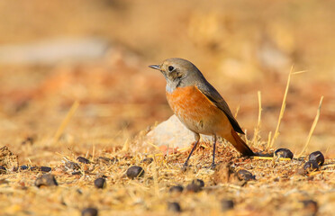 Common Redstart ( Phoenicurus phoenicurus) is a songbird commonly found in Asia, Europe and Africa. It is a common species in Turkey.