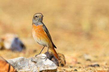 Common Redstart ( Phoenicurus phoenicurus) is a songbird commonly found in Asia, Europe and Africa. It is a common species in Turkey.