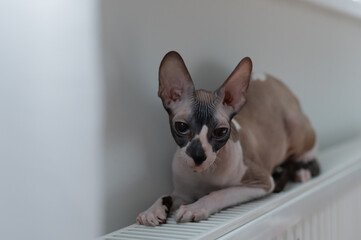 Sphynx cat lies basking on a warm radiator. High quality photo