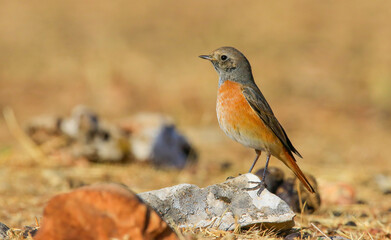 Common Redstart ( Phoenicurus phoenicurus) is a songbird commonly found in Asia, Europe and Africa. It is a common species in Turkey.