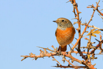 Common Redstart ( Phoenicurus phoenicurus) is a songbird commonly found in Asia, Europe and Africa. It is a common species in Turkey.