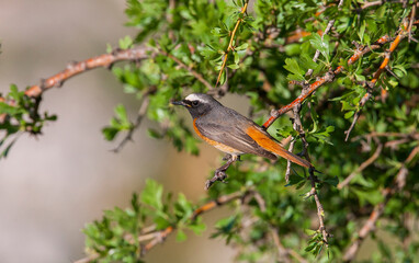 Common Redstart ( Phoenicurus phoenicurus) is a songbird commonly found in Asia, Europe and Africa