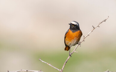 Common Redstart ( Phoenicurus phoenicurus) is a songbird commonly found in Asia, Europe and Africa