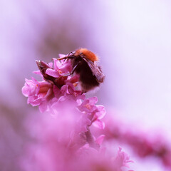 Makro owad - trzmiel drzewny i różowe kwiaty wawrzynek wilczełyko. Wiosenny krzew i owad zbierający nektar © ICON