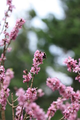 Kwitnący wiosną krzew z owadem - trzmielem siedzącym na kwiatach różowych. wiosenne gąłązki 
