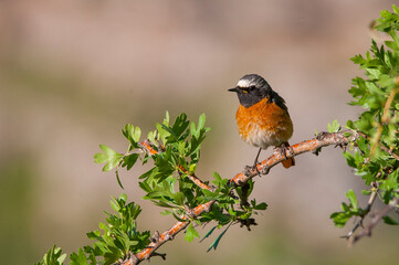 Common Redstart ( Phoenicurus phoenicurus) is a songbird commonly found in Asia, Europe and Africa